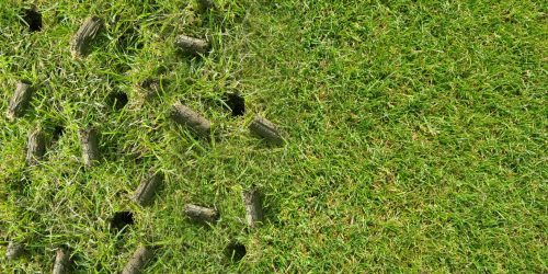 Lawn Maintenance, Lawn Care, Lawn Dethatching Service, Aeration, Lawn Seeding, Free Estimate